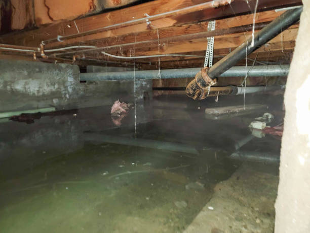 Best Professional water damage repair  in Sparta, MI