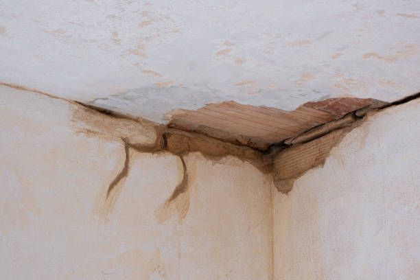 Best Water damage restoration mold remediation  in Sparta, MI