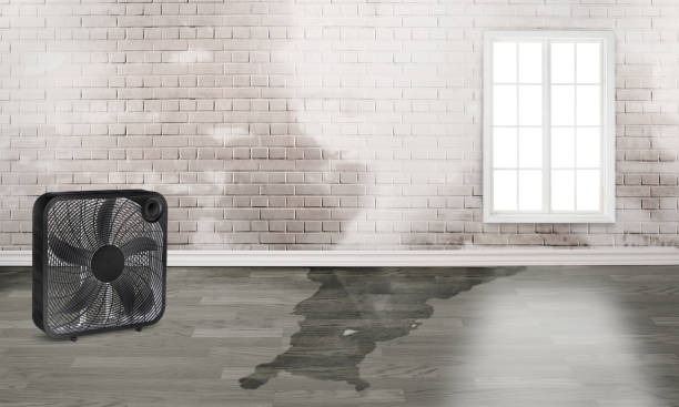 Best Water damage cleanup near me  in Sparta, MI